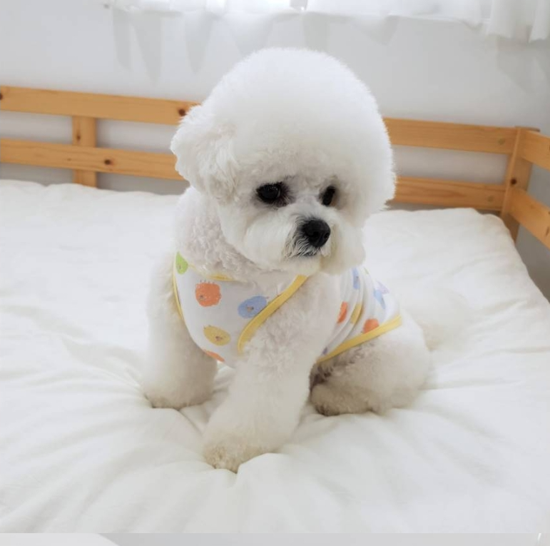 Puppy Sleeveless Indoor Wear Pajamas Organic Cotton (B)