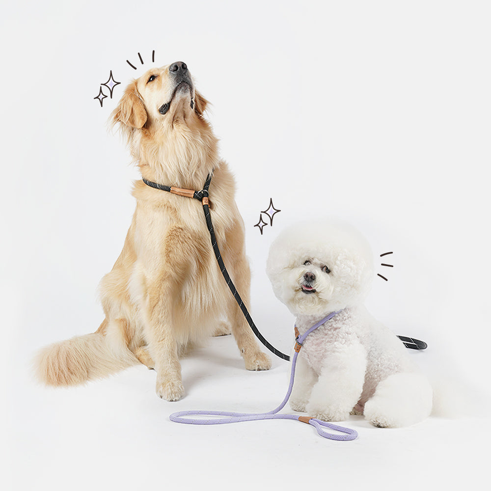 Slip Rope Puppy Leash (B)